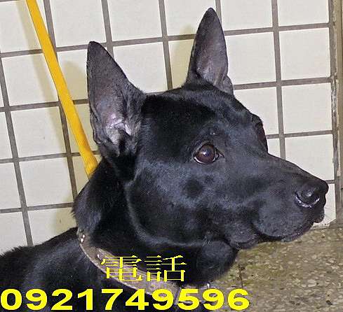 台灣土狗智商 台灣犬比賽 台灣犬智商 台灣犬壽命 台灣土狗壽命 台灣土狗照片 台灣土狗 特寵業繁字第g 號 痞客邦