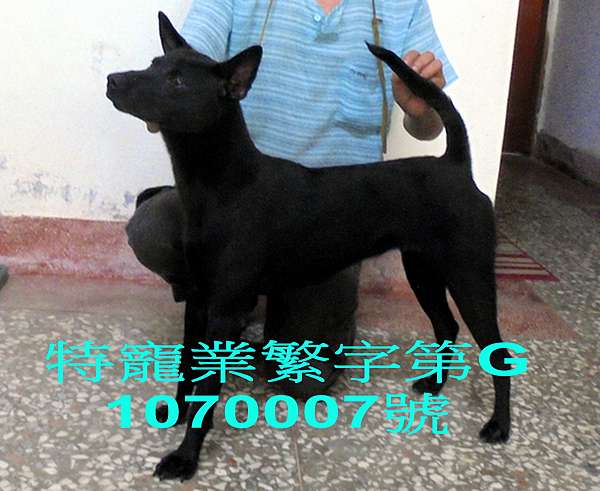 純種台灣土狗 純種台灣土狗價格 台灣犬繁殖 純種的台灣犬 純種台灣土狗買賣 台灣土狗價格 台灣土狗