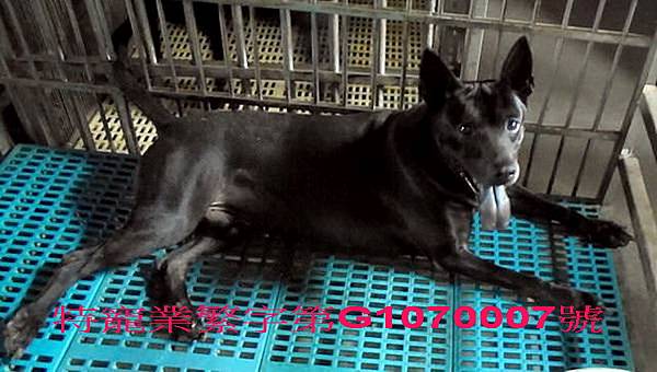 純種台灣土狗 純種台灣土狗價格 台灣犬繁殖 純種的台灣犬 純種台灣土狗買賣 台灣土狗價格 台灣土狗