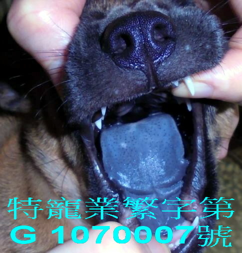 虎斑犬.jpg