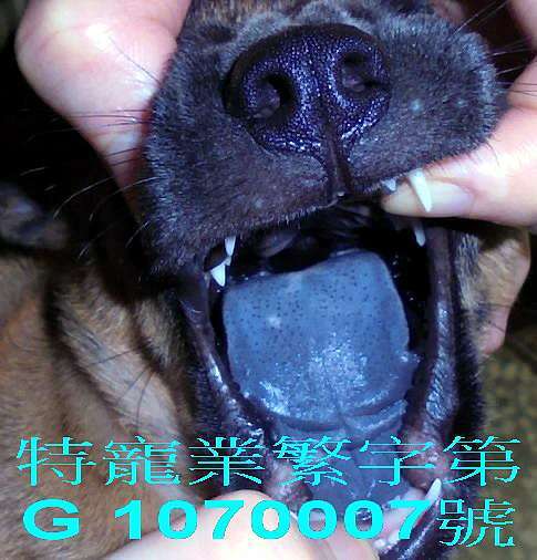 台灣土狗智商 台灣犬比賽 台灣犬智商 台灣犬壽命 台灣土狗壽命 台灣土狗照片 台灣土狗 特寵業繁字第g 號 痞客邦