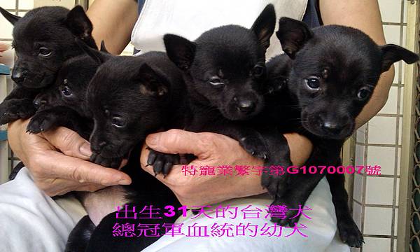 純種台灣土狗 純種台灣土狗價格 台灣犬繁殖 純種的台灣犬 純種台灣土狗買賣 台灣土狗價格 台灣土狗