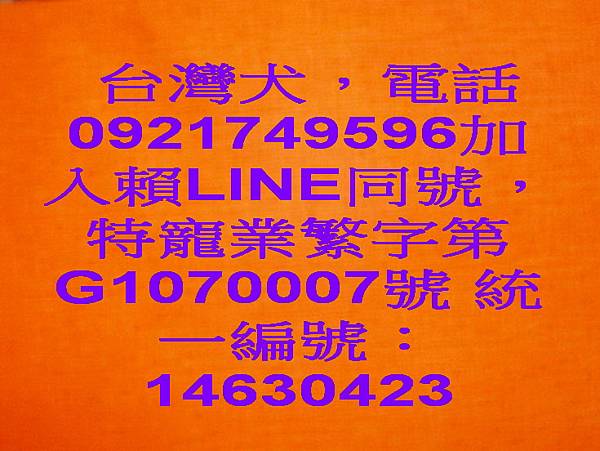 台灣犬，電話0921749596加入賴LINE同號，特寵業繁字第G1070007號 統一編號：14630423