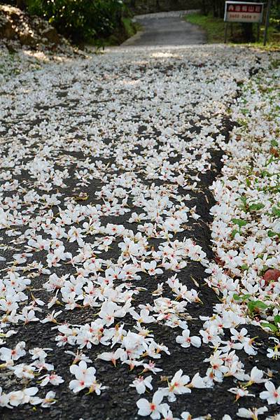 東勢林場-油桐山莊步道