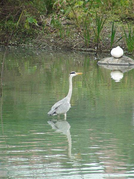 台大-水鳥.jpg