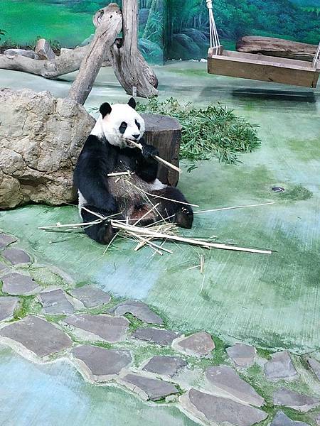 Zoo 貓熊晚餐.jpg