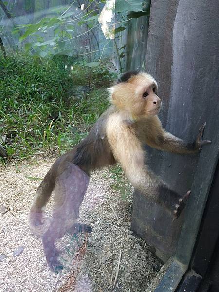 Zoo 熱帶雨林-金獅猴.jpg