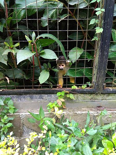 ZOO 可愛動物-松鼠猴.jpg