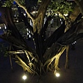 DSC01459.JPG
