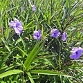 DSC02703.JPG