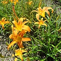 DSC02728.JPG