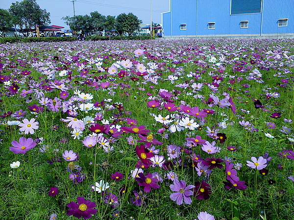 DSC00129.JPG