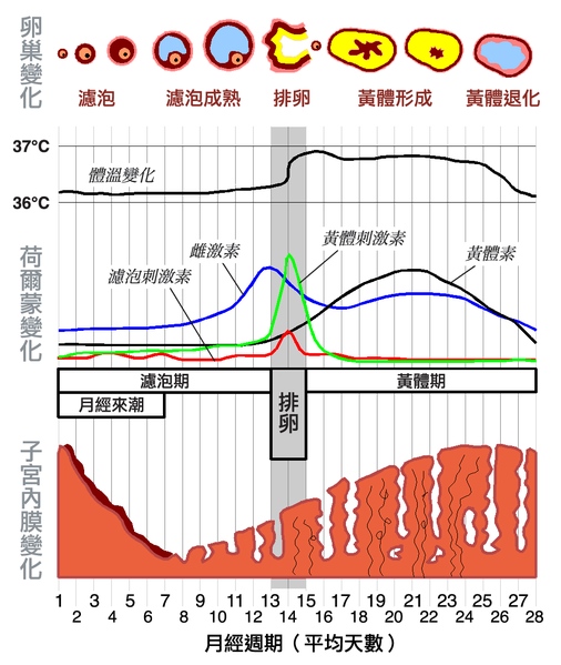 多囊性卵巢月經週期