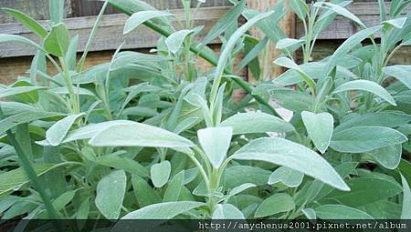 sage sage