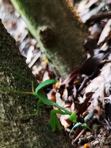 IMG_20190524_061929.jpg IMG_20190524_061929.jpg