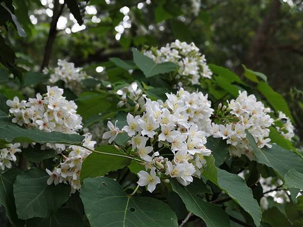 IMG_20190429_055737.jpg IMG_20190429_055737.jpg