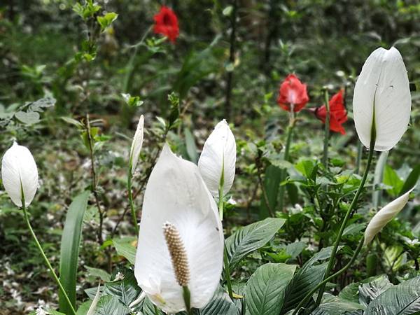 IMG_20190429_061714.jpg IMG_20190429_061714.jpg