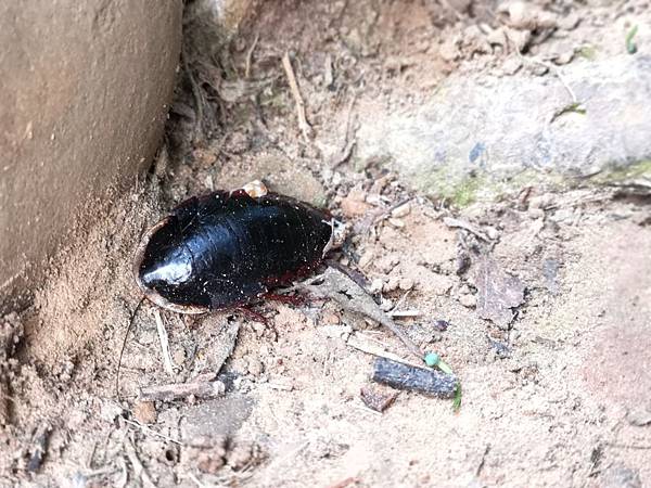 IMG_20190430_063311.jpg IMG_20190430_063311.jpg