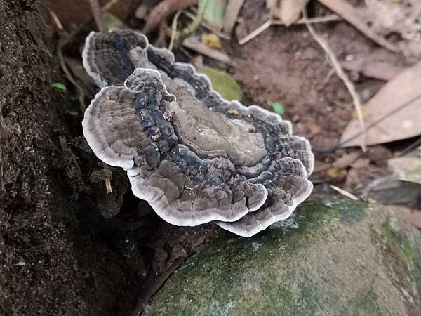 IMG_20190515_063143.jpg IMG_20190515_063143.jpg