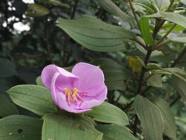 IMG_20190515_072130.jpg IMG_20190515_072130.jpg