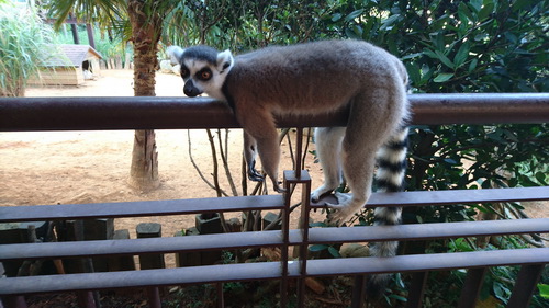 新竹縣關西鎮~六福莊生態渡假旅館(leofoo resort