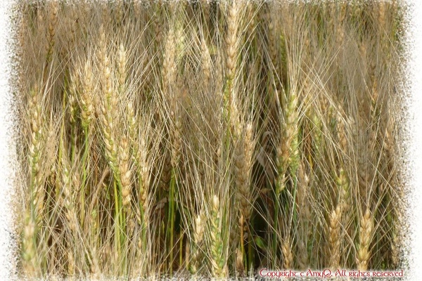 0805果園裡也有小麥.jpg
