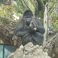  上野動物園-3.JPG