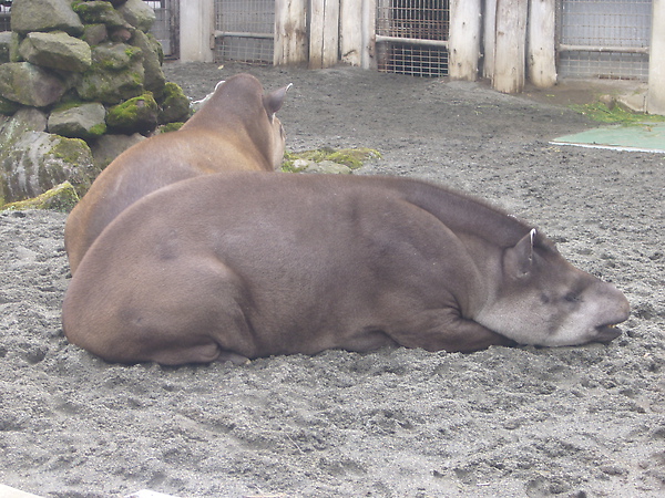 上野動物園-18.JPG