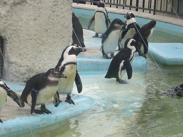 上野動物園-24.JPG