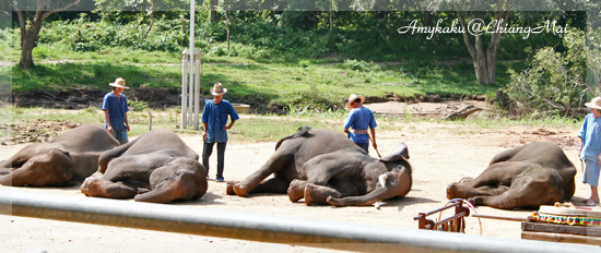 MAETAMAN ELEPHANT CAMP