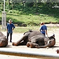 MAETAMAN ELEPHANT CAMP