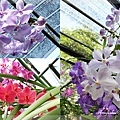 Orchid Garden