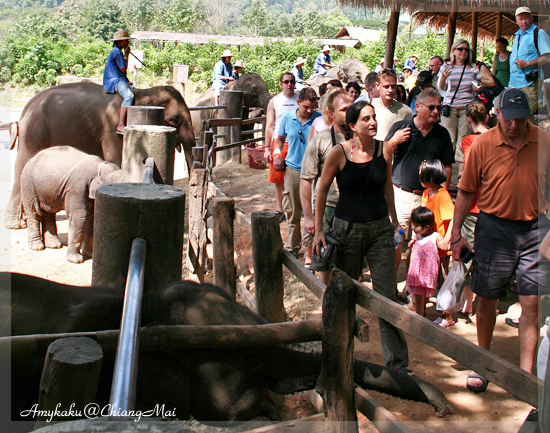 MAETAMAN ELEPHANT CAMP