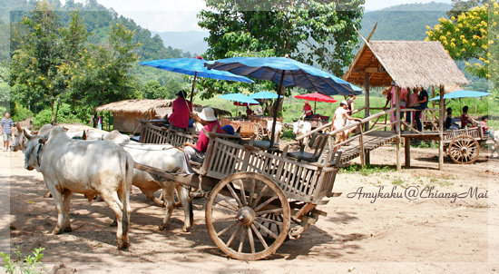 Cow car riding