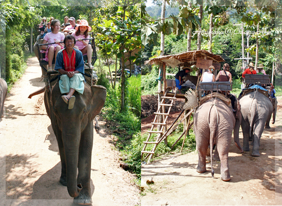 Elephant riding