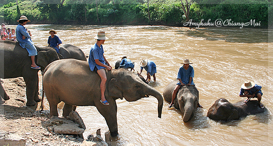 MAETAMAN ELEPHANT CAMP