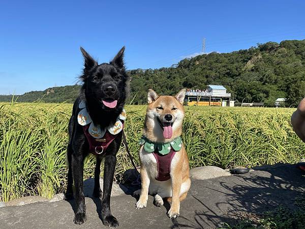 免費索取2024聖誕明信片(活動截止囉!)