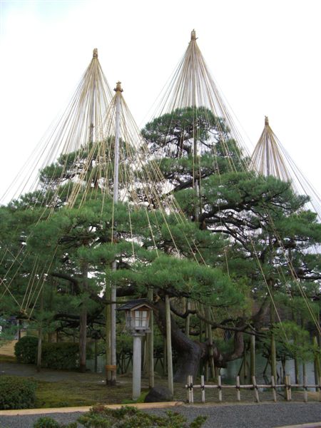 唐崎松