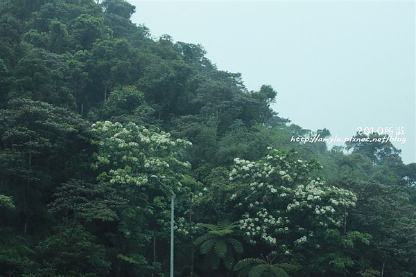 油桐花