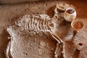 8210226-Gonur-Depe--horse-Skelton-fossilised-0