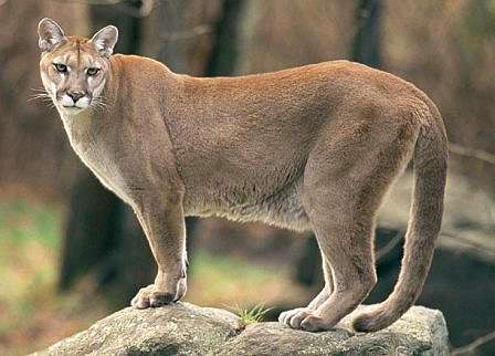 Puma跟jaguar到底是獅還是豹 跟著幸慧去旅遊喔 痞客邦 Puma跟jaguar到底是獅還是豹 跟著幸慧去旅遊喔 痞客邦