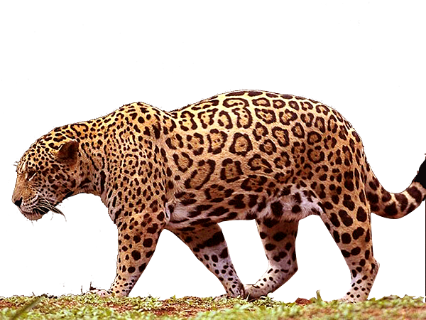 walking_jaguar_png_by_digitalwideresource-d4ldk8j