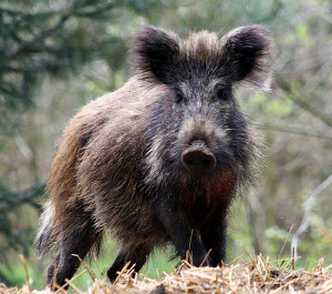 wildboar