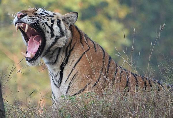 74+ 图片 老虎 新的 73 印度老虎保護區國家公園(India Tigers Reserves)之旅(1)〜天生自由@ 跟著幸慧去旅遊喔! :: 痞客邦::