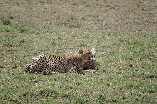 坦尚尼亞之旅(十七):獵豹媽媽的獵物與小孩