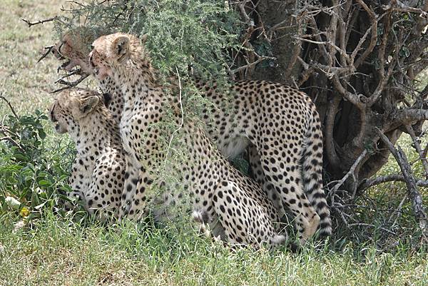 坦尚尼亞之旅(十七):獵豹媽媽的獵物與小孩