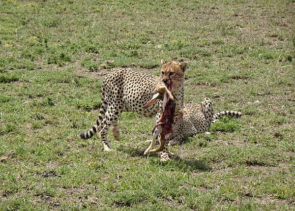 坦尚尼亞之旅(十七)〜獵豹媽媽的獵物讓兩隻小孩吃到飽