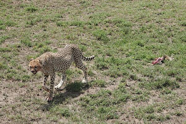 坦尚尼亞之旅(十七)〜獵豹媽媽的獵物讓兩隻小孩吃到飽