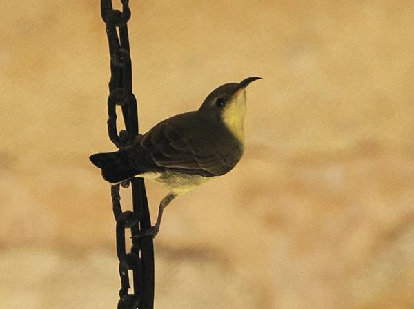 印度深度自然/文化之旅(8)〜古吉拉特的Gir公園與鳥類保護