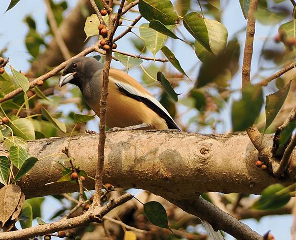 印度深度自然/文化之旅(8)〜古吉拉特的Gir公園與鳥類保護